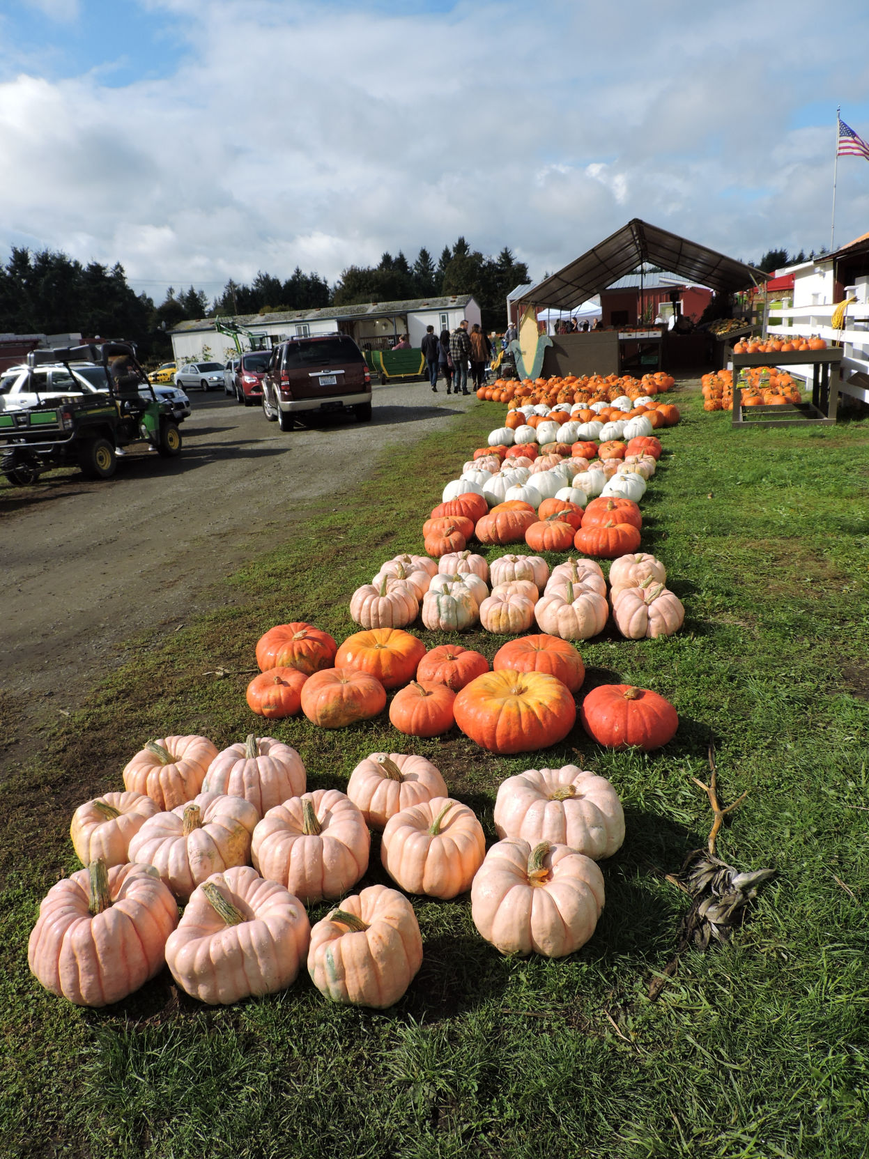 Pumpkins